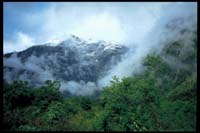 In Wolken gehüllter Regenwald