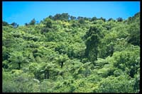 Küstenvegetation in den Marlborough Sounds