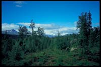 Auf dem Weg nach Kvikkjokk