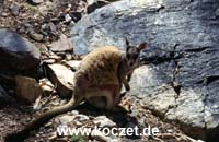 Black-footed Rock-wallaby (Schwarzfuß-Felsenkänguruh)