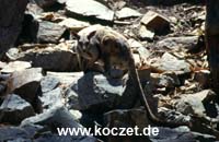 Black-footed Rock-wallaby (Schwarzfuß-Felsenkänguruh)