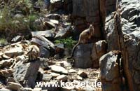 Black-footed Rock-wallabies (Schwarzfuß-Felsenkänguruhs)